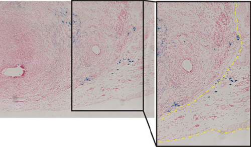 Details are in the caption following the image Details are in the caption following the image