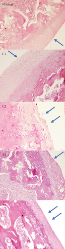 Details are in the caption following the image Details are in the caption following the image