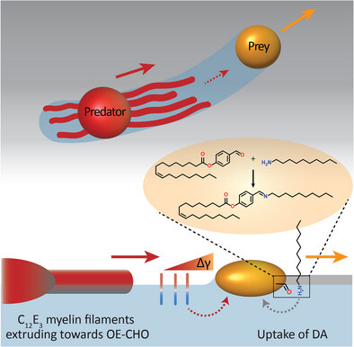 Predator–Prey Behavior of Droplets Propelling Through Self-Generated Channels in Crystalline Surfactant Layers
