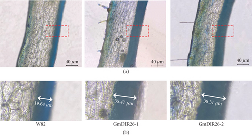 Details are in the caption following the image Details are in the caption following the image