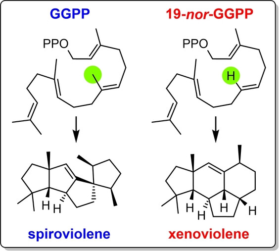 The Diterpenoid Substrate Analogue 19-nor-GGPP Reveals Pronounced Methyl Group Effects in Diterpene Cyclisations