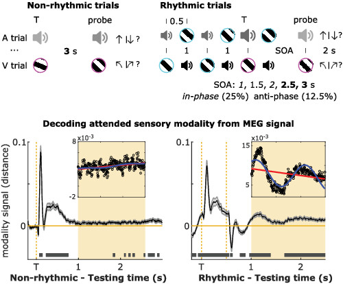 Temporal prediction elicits rhythmic preactivation of relevant sensory cortices