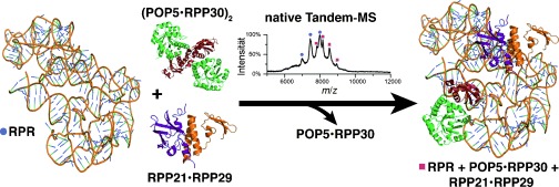 Uncovering the Stoichiometry of Pyrococcus furiosus RNase P, a Multi-Subunit Catalytic Ribonucleoprotein Complex, by Surface-Induced Dissociation and Ion Mobility Mass Spectrometry