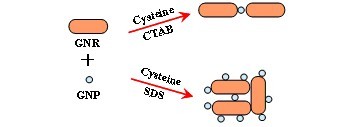 Assembly Characteristics of Gold Nanoparticles and Nanorods in Ionic Surfactant Solutions