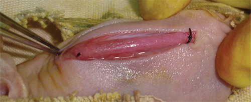 Details are in the caption following the image