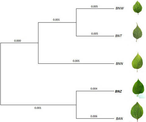 Comparative transcriptomics reveals the selection patterns of domesticated ramie
