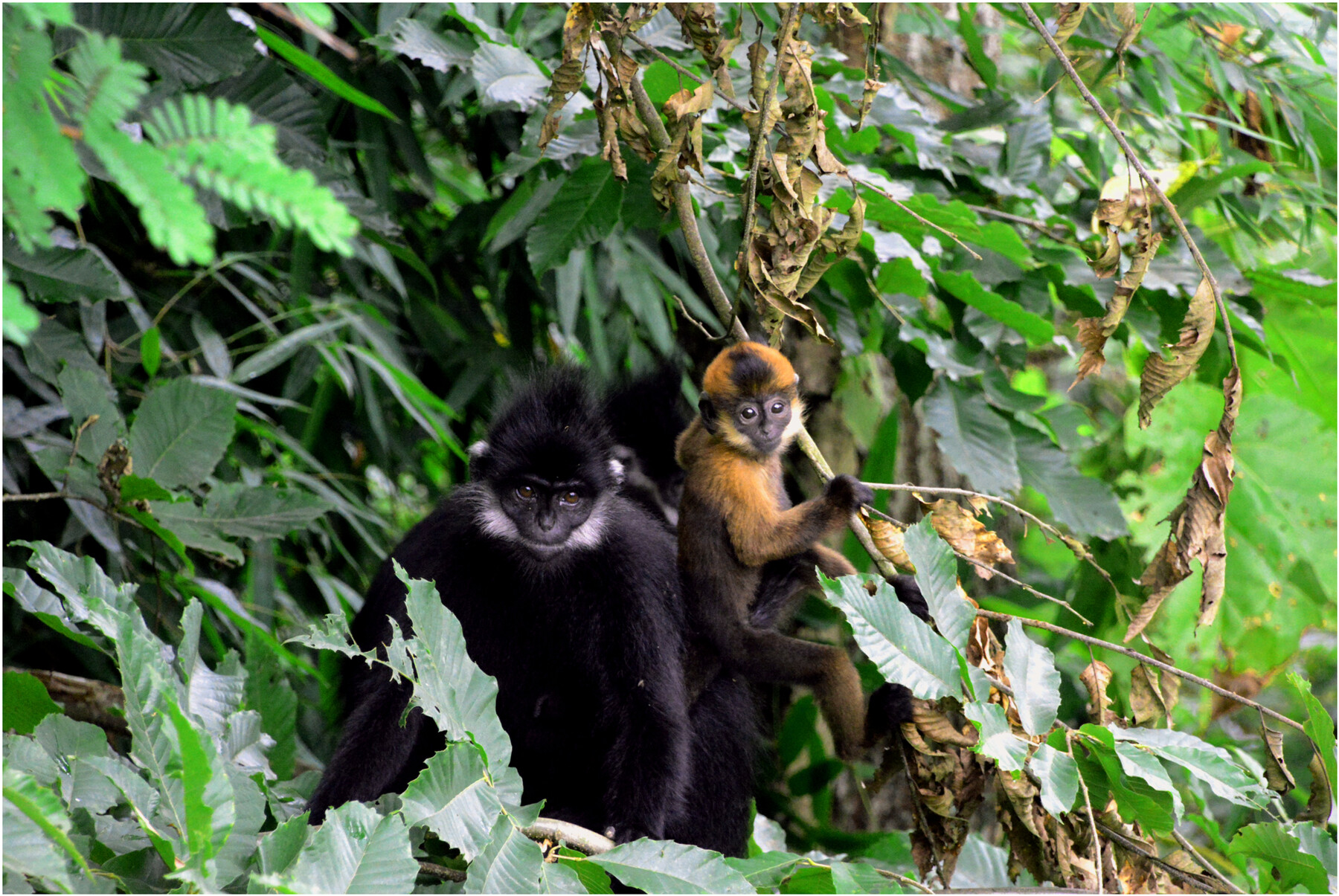 The Primate Name Yòu (狖) and Its Referents: Implications for the Future Conservation of François' Langurs in China 灵长类动物名称“狖”及其指代对象再钩沉: 对中国黑叶猴 (Trachypithecus francoisi) 未来保护的启迪 Issue 2, 2025