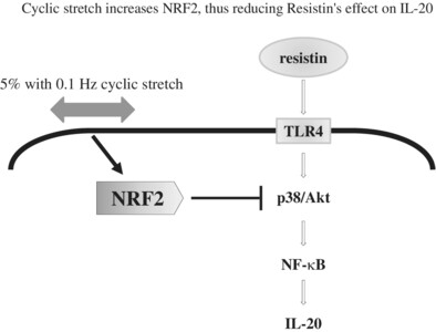 Low-Frequency Cyclic Stretch Upregulates the Expression of Nuclear Factor Erythroid 2-Related Factor 2 in Human Nucleus Pulposus Cells to Inhibit the Resistin-Induced Interleukin-20 Expression