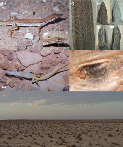 Details are in the caption following the image