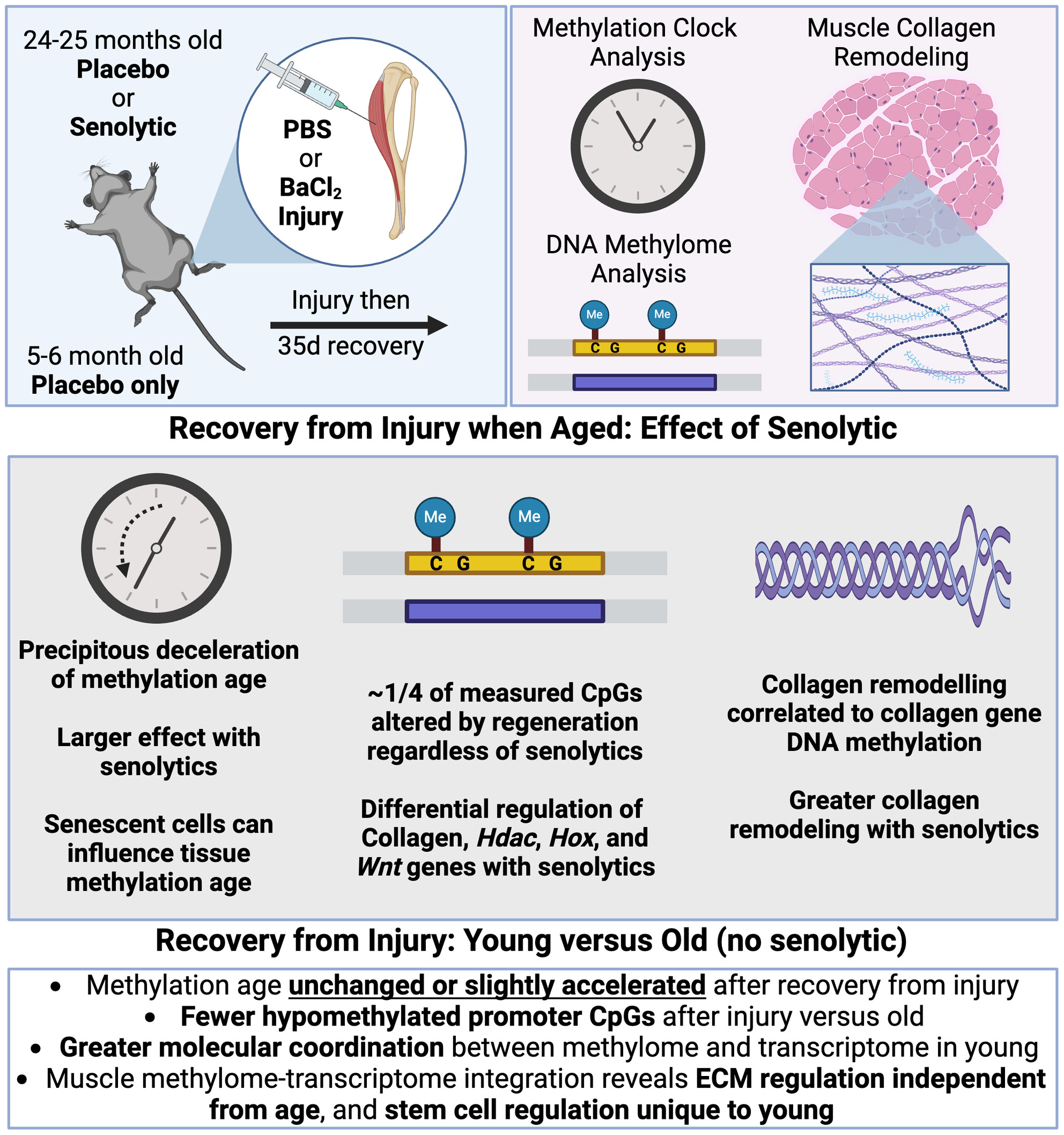At the Nexus Between Epigenetics and Senescence: The Effects of Senolytic (BI01) Administration on DNA Methylation Clock Age and the Methylome in Aged and Regenerated Skeletal Muscle