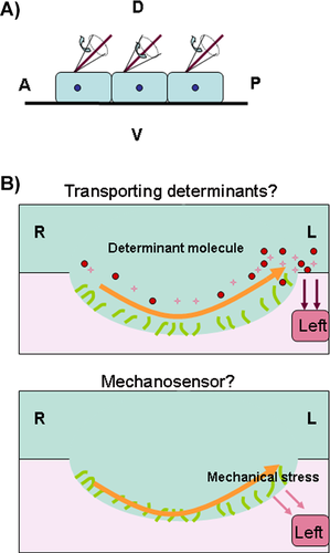 Details are in the caption following the image