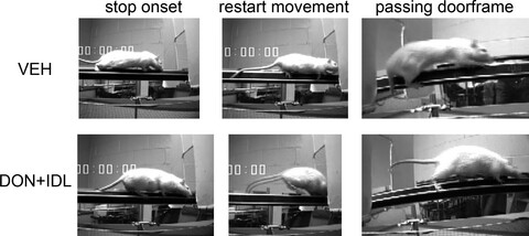 Reducing falls in Parkinson's disease: interactions between donepezil and the 5-HT6 receptor antagonist idalopirdine on falls in a rat model of impaired cognitive control of complex movements