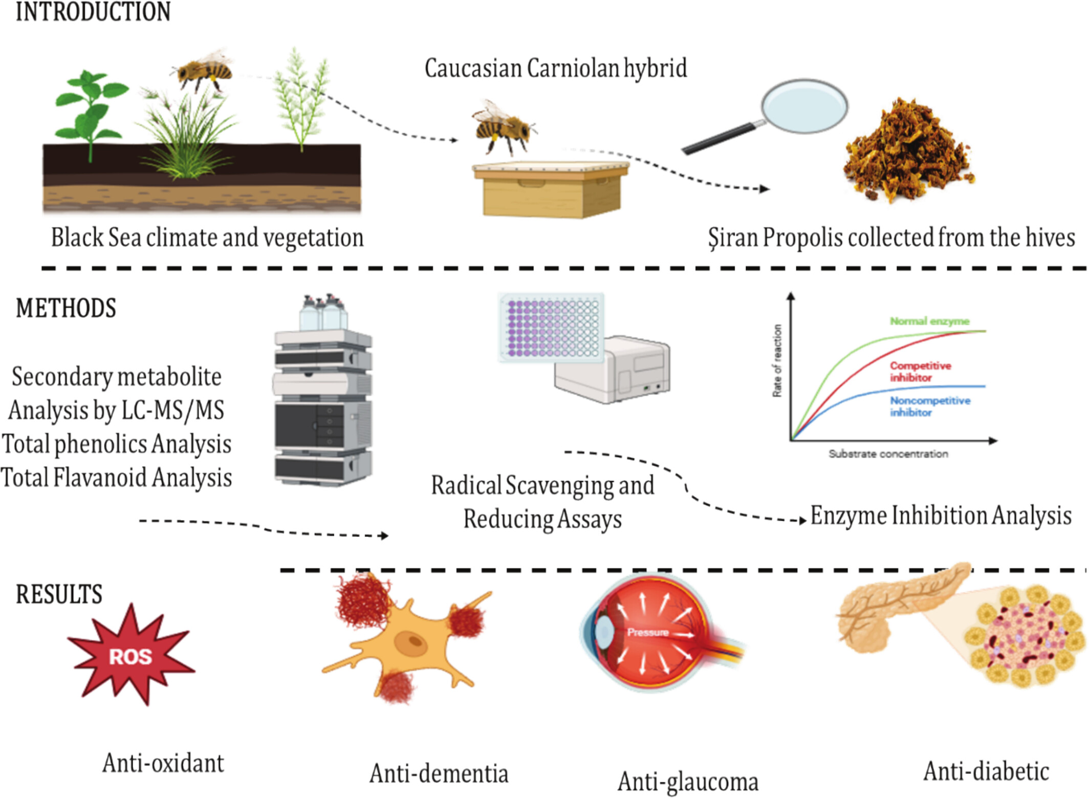 Evaluation of Antioxidant and Enzyme Inhibition Properties of Siran Propolis: Correlations With Phenolic Content Determined by LC–MS/MS