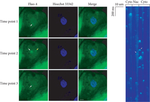 Details are in the caption following the image Details are in the caption following the image