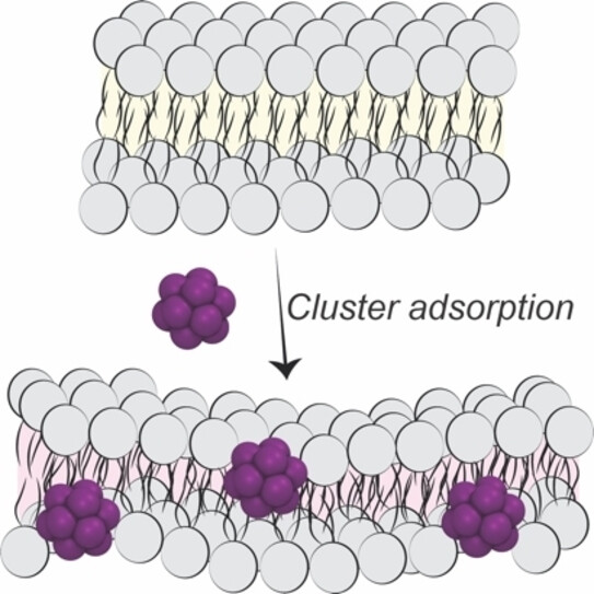 Boron Cluster Anions Dissolve En Masse in Lipids Causing Membrane Expansion and Thinning