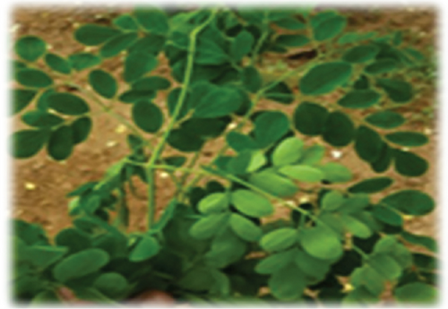 Details are in the caption following the image