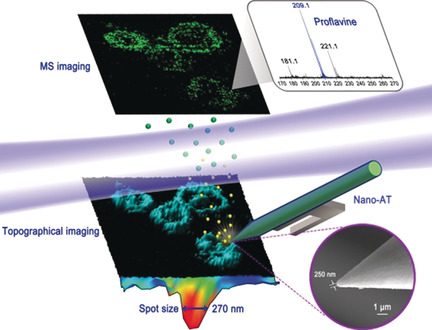 Chemical and Topographical Single-Cell Imaging by Near-Field Desorption Mass Spectrometry