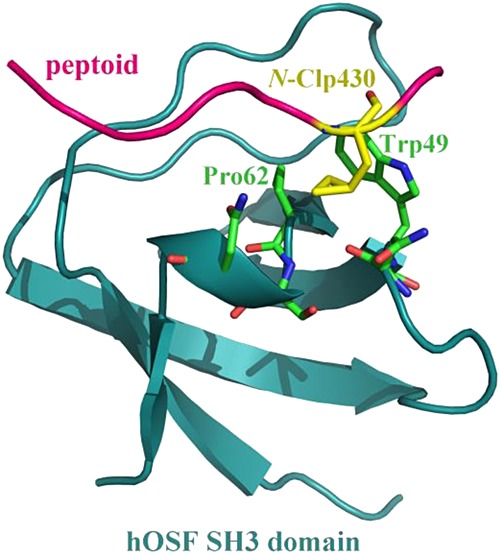 Targeting the SH3 domain of human osteoclast-stimulating factor with rationally designed peptoid inhibitors