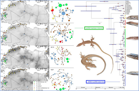 Phylogeographic diversification of the Mesalina olivieri species complex (Squamata: Lacertidae) with the description of a new species and a new subspecies endemic from North West Africa