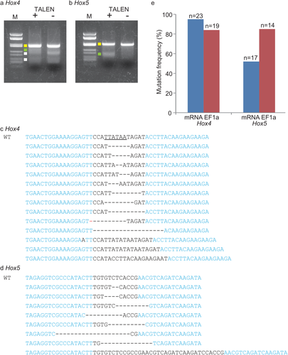 Details are in the caption following the image Details are in the caption following the image