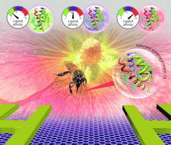 Electronic Olfactory Sensor Based on A. mellifera Odorant-Binding Protein 14 on a Reduced Graphene Oxide Field-Effect Transistor
