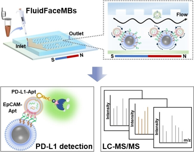 A Fluid Multivalent Magnetic Interface for High-Performance Isolation and Proteomic Profiling of Tumor-Derived Extracellular Vesicles
