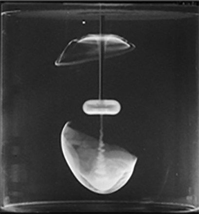 Flow Compartments in Viscoelastic Fluids Using Radial Impellers in Stirred Tanks