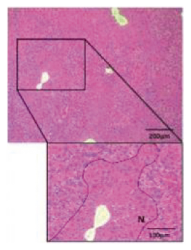 Details are in the caption following the image Details are in the caption following the image