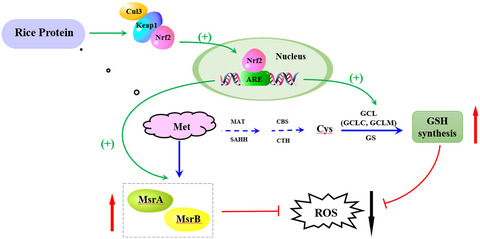 Rice protein stimulates endogenous antioxidant response attributed to methionine availability in growing rats