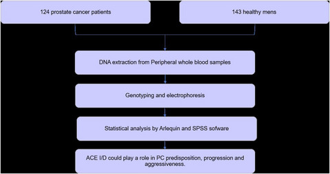 Association of a common genetic variant (insertion/deletion) in ACE gene with prostate cancer susceptibility in a Tunisian population