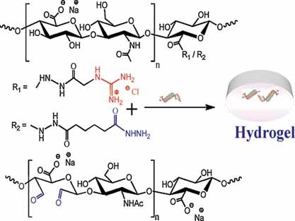 Synthesis of Guanidinium-Modified Hyaluronic Acid Hydrogel