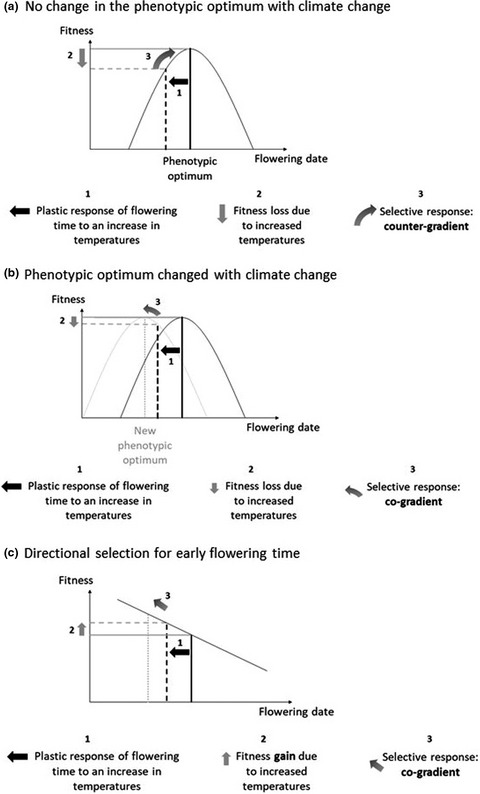 Evolution of flowering time in a selfing annual plant: Roles of adaptation and genetic drift