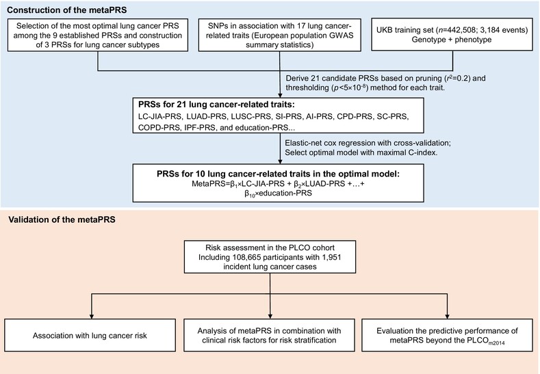 Development and validation of a lung cancer polygenic risk score incorporating susceptibility variants for risk factors