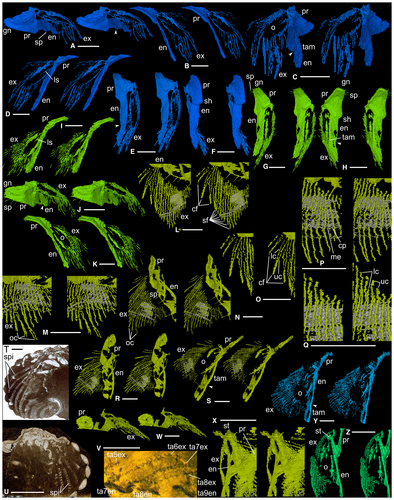 Details are in the caption following the image Details are in the caption following the image