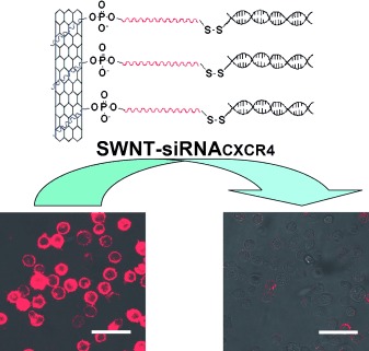 siRNA Delivery into Human T Cells and Primary Cells with Carbon-Nanotube Transporters