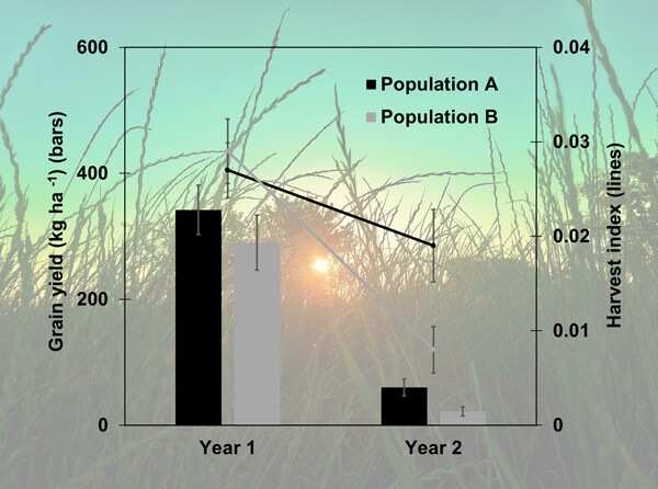 Agronomic assessment of two populations of intermediate wheatgrass—Kernza® (Thinopyrum intermedium) in temperate South America
