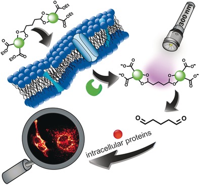 Cell Fixation by Light-Triggered Release of Glutaraldehyde