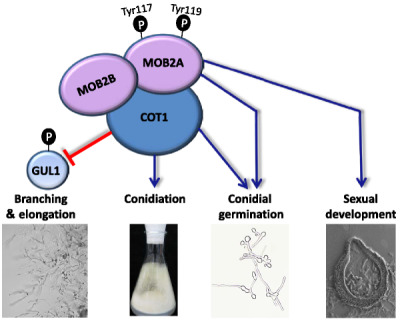 Altering Neurospora crassa MOB2A exposes its functions in development and affects its interaction with the NDR kinase COT1