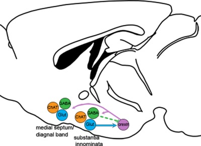Descending projections from the basal forebrain to the orexin neurons in mice