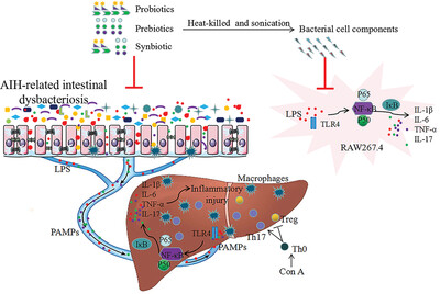 A Synbiotic Ameliorates Con A-Induced Autoimmune Hepatitis in Mice through Modulation of Gut Microbiota and Immune Imbalance