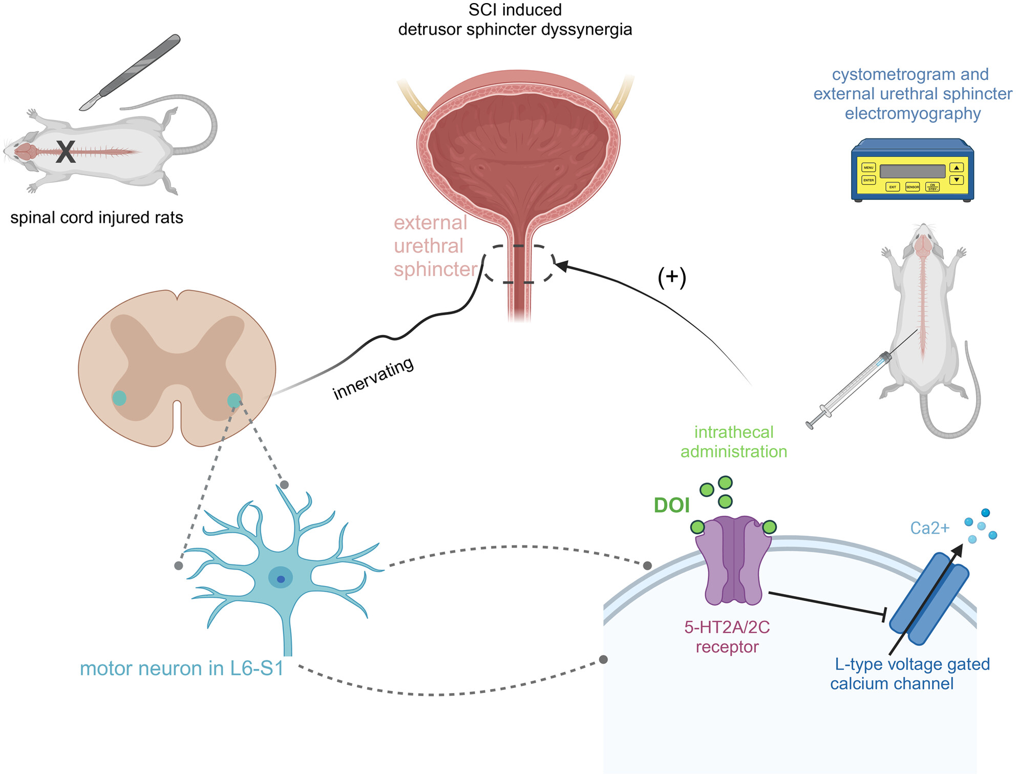 Serotonin (5-HT)2A/2C receptor agonist 2,5-dimethoxy-4-iodophenyl-2-aminopropane hydrochloride improves detrusor sphincter dyssynergia by inhibiting L-type voltage-gated calcium channels in spinal cord injured rats