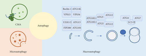 Details are in the caption following the image Details are in the caption following the image