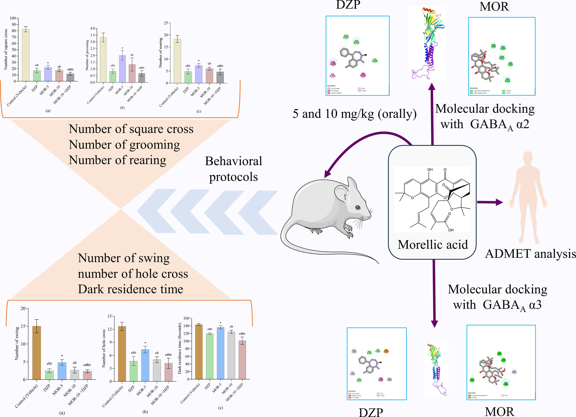Anxiolytic Activity of Morellic Acid: Modulation of Diazepam's Anxiolytic Effects, Possibly Through GABAergic Interventions