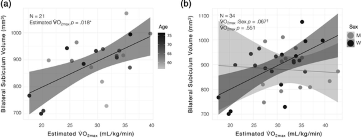 Cardiorespiratory fitness, hippocampal subfield volumes, and mnemonic discrimination task performance in aging