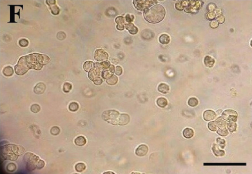 Details are in the caption following the image