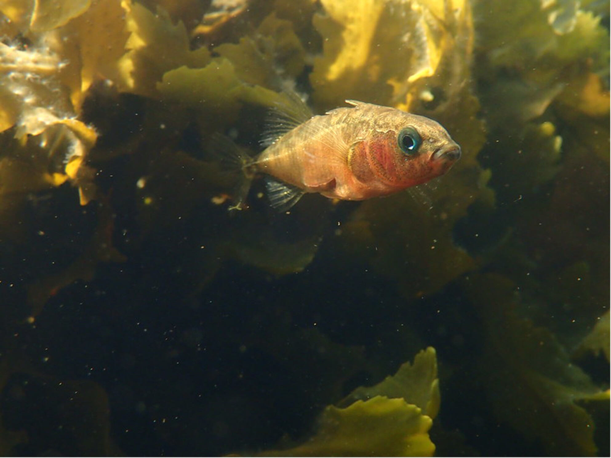 Ecological constraint, rather than opportunity, promotes adaptive radiation in three-spined stickleback (Gasterosteus aculeatus) on North Uist