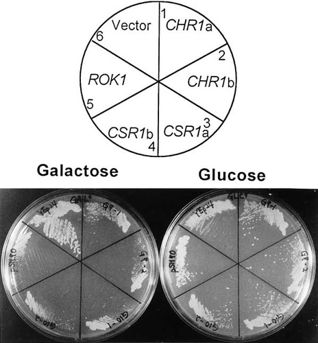 Details are in the caption following the image