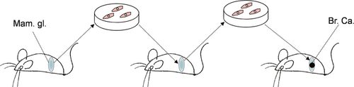Details are in the caption following the image