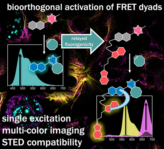 Bioorthogonal Ligation-Activated Fluorogenic FRET Dyads