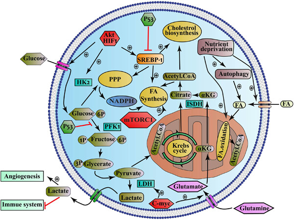 Signaling, metabolism, and cancer: An important relationship for therapeutic intervention